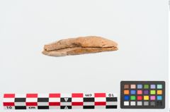 Foto von Zahnanhänger (NHMW-PRAE-024954)